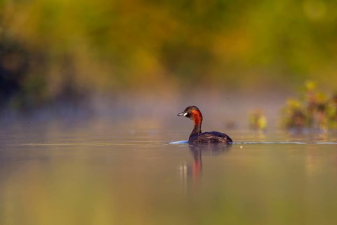 Little Grebe (Tachybaptus ruficollis), North Rhine-Westphalia, Germany