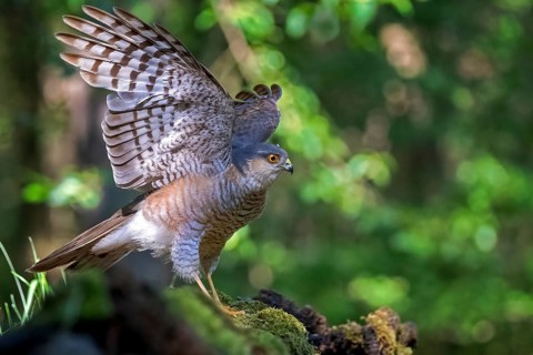 Eurasian Sparrowhawk (Accipiter nisus), Kiskunsag National Park, Hungary