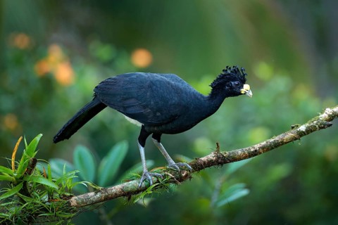 Bare-faced Curassow, Crax fasciolata, big black bird with yellow bill in the nature habitat, Costa