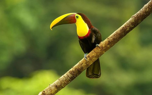 Swainson-Tukan oder Braunrückentukan (Ramphastos swainsonii)
