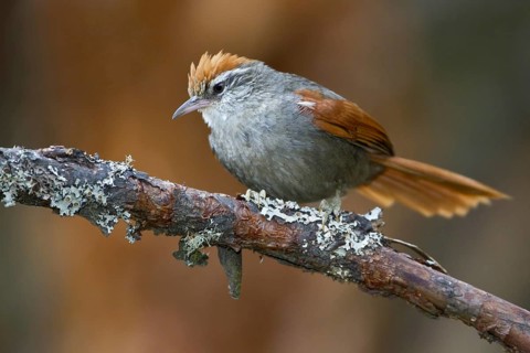 Baron's Spinetail (Cranioleuca baroni), Central Highlands, Peru