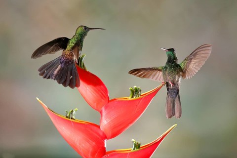 Bronze-tailed Plumeleteer (Chalybura urochrysia) males flying while feeding at flower nectar, Costa
