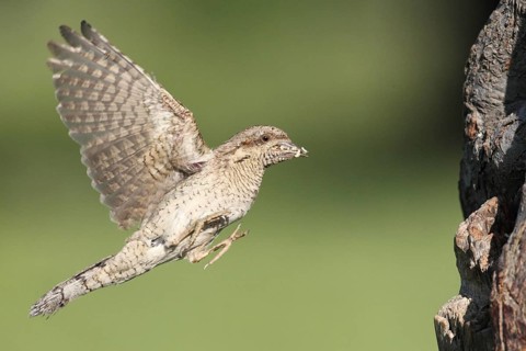 Eurasian Wryneck (Jynx torquilla) flying, Baden-Wuerttemberg, Germany