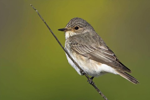Spotted Flycatcher (Muscicapa striata), Greece