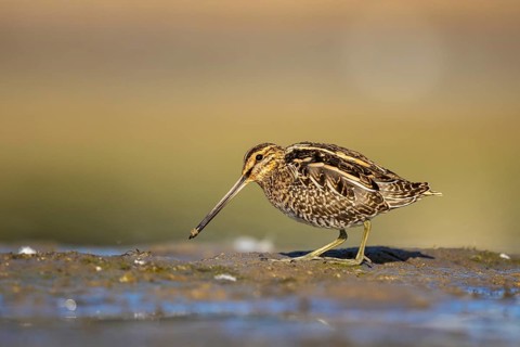 Common Snipe (Gallinago gallinago) foraging, North Rhine-Westphalia, Germany