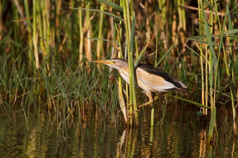 Little Bittern (Ixobrychus minutus) male, Greece