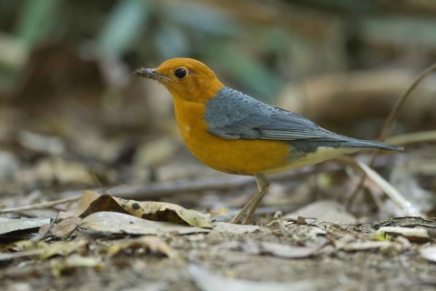 Orange-headed Thrush (Geokichla citrina), Khao Yai National Park, Thailand