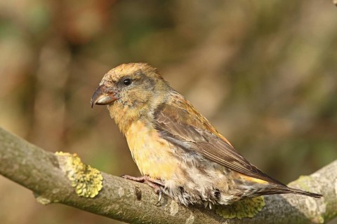 Red Crossbill (Loxia curvirostra) male, Schleswig-Holstein, Germany