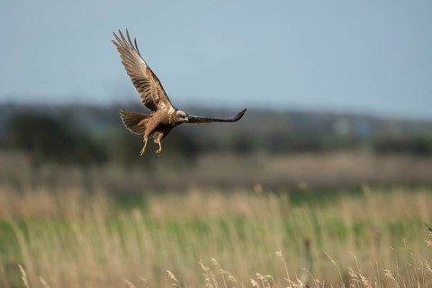 Western Marsh Harrier (Circus aeruginosus) female flying, Schleswig-Holstein, Germany