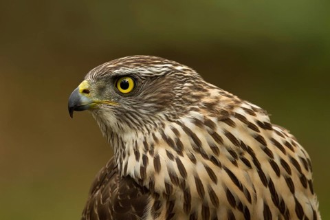 Northern Goshawk (Accipiter gentilis) juvenile, Utrecht, Netherlands