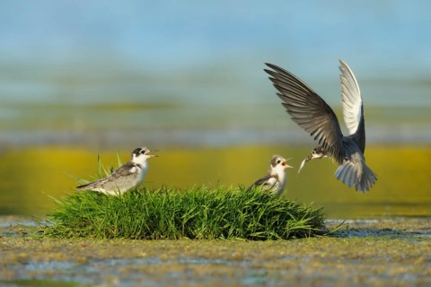 Black Tern (Chlidonias niger) juvenile, Netherlands