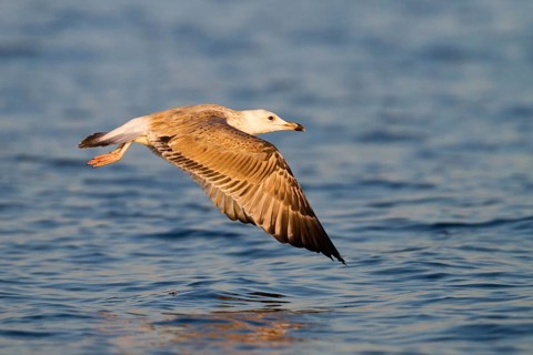 Caspian Gull (Larus cachinnans) flying, Baden-Wuerttemberg, Germany