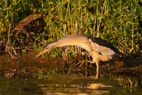 Little Bittern (Ixobrychus minutus) male foraging, Greece