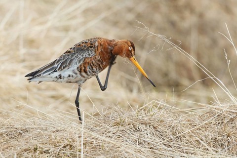 Black-tailed Godwit (Limosa limosa), Myvatn, Iceland
