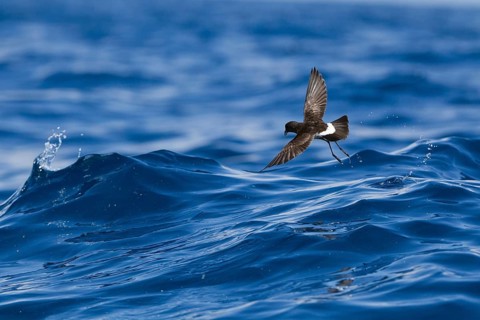 New Zealand storm petrel (Fregetta maoriana) in flight