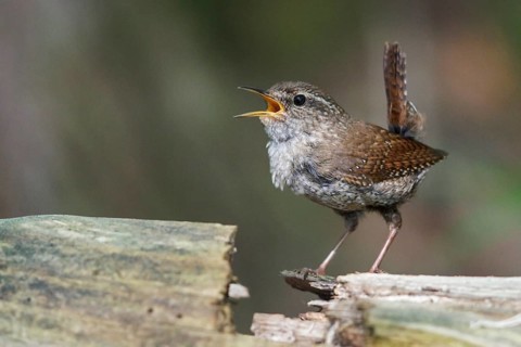 Winter Wren (Troglodytes hiemalis) perched on a branch in southern Ontario, Canada
