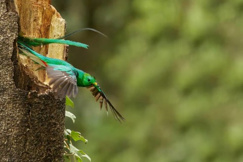 Resplendent Quetzal (Pharomachrus mocinno) perched on a branch in Costa Rica