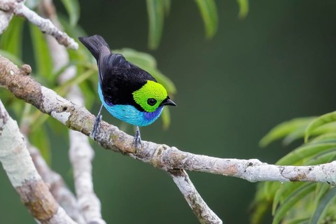 Paradise Tanager (Tangara chilensis) perched on a branch in Ecuador