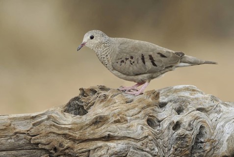 Common Ground Dove (Columbina passerina), Arizona, USA
