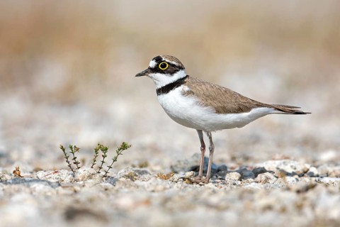 Little Ringed Plover (Charadrius dubius), Saxony-Anhalt, Germany