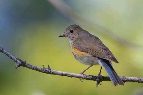 Orange-flanked Bluetail - Blauschwanz - Tarsiger cyanurus, Kazakhstan, female