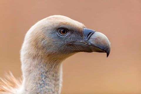 Gänsegeier, Eurasian Griffon Vulture, Griffon Vulture, Eurasian Griffon, Gyps fulvus, Vautour