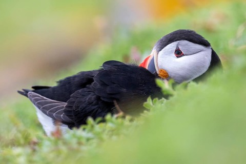 Atlantic Puffin (Fratercula arctica), Saltee Islands, Ireland