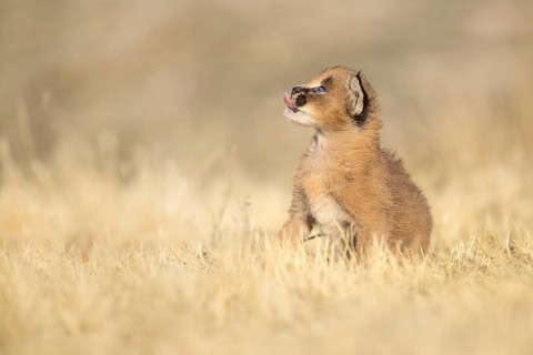 Caracal (Caracal caracal) cub, Castile-La Mancha, Spain
