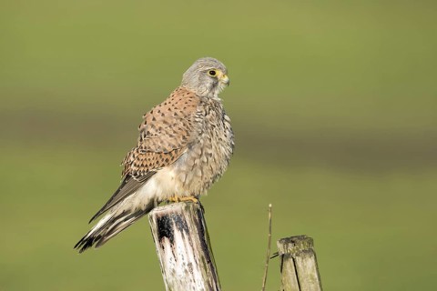 Torenvalk; Common Kestrel; Falco tinnunculus;
