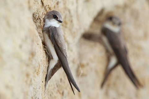 Sand Martin (Riparia riparia), North Rhine-Westphalia, Germany