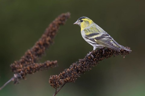 Eurasian Siskin - Erlenzeisig - Carduelis spinus, 1st cy male, Germany