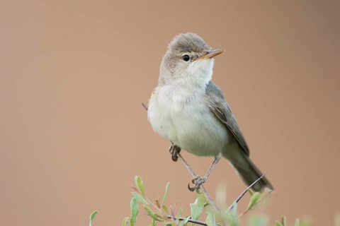 Uppchers Warbler - Dornspötter - Hippolais languida, Kyrgyzstan
