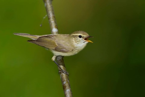 Greenish Warbler - Grünlaubsänger - Phylloscopus trochiloides
