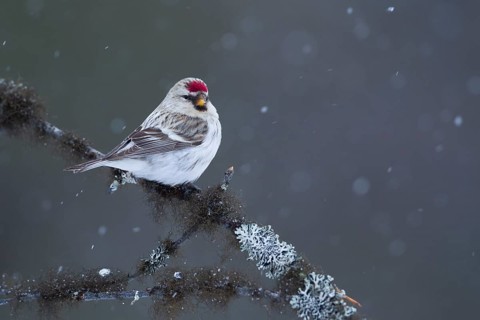 Arctic Redpoll - Polar-Birkenzeisig - Carduelis hornemanni exilipes, Finland