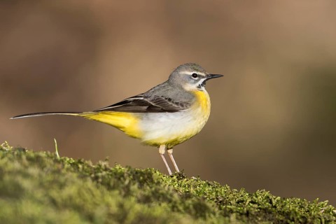 Grey Wagtail - Gebirgsstelze - Motacilla cinerea ssp. cinerea, Germany