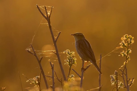 Aquatic Warbler - Seggenrohrsänger - Acrocephalus paludicola, Poland