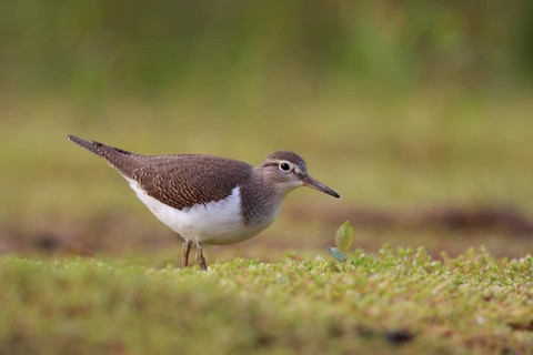 Common Sandpiper (Actitis hypoleucos) foraging, North Rhine-Westphalia, Germany