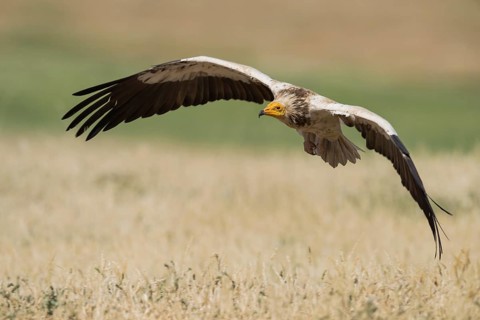 Egyptian Vulture (Neophron percnopterus) flying, Castile-La Mancha, Spain