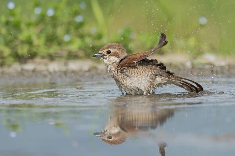 Red-backed Shrike (Lanius collurio) female bathing, Aosta Valley, Italy
