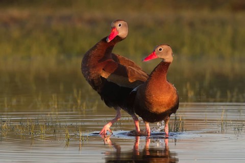 Black-bellied Whistling Duck (Dendrocygna autumnalis) pair, Texas, USA