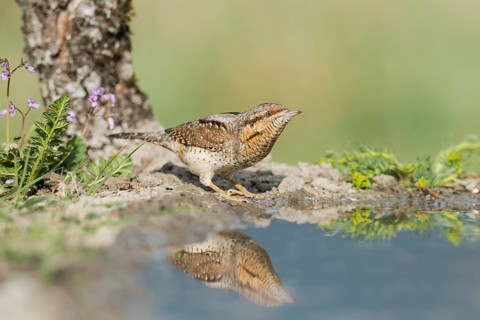 Eurasian Wryneck (Jynx torquilla) at water hole, Aosta Valley, Italy