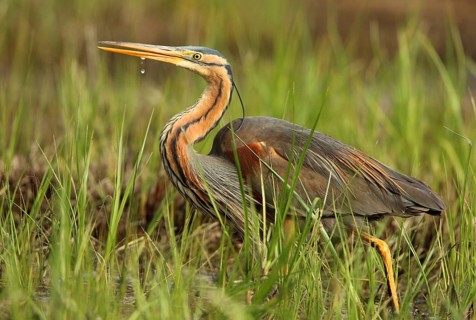 Purple Heron (Ardea purpurea) foraging, French Riviera, France
