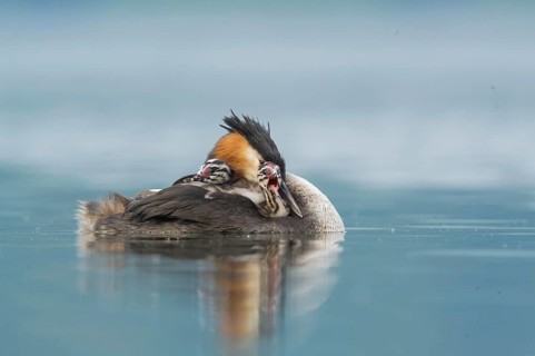 Great Crested Grebe (Podiceps cristatus) with chicks, Piedmont, Italy