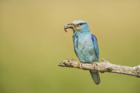 European Roller (Coracias garrulus) perched on a branch with frog in beak, Hortobagy National Park,