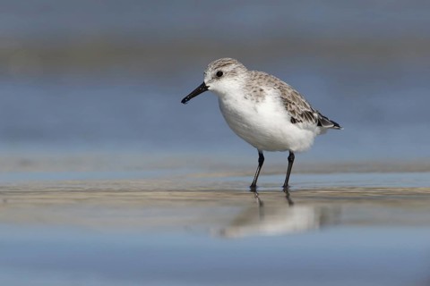 Sanderling (Calidris alba) foraging, Victoria, Australia