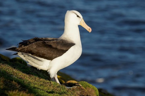 Black-browed Albatross (Thalassarche melanophris) at a nesting colony in the Falkland Islands