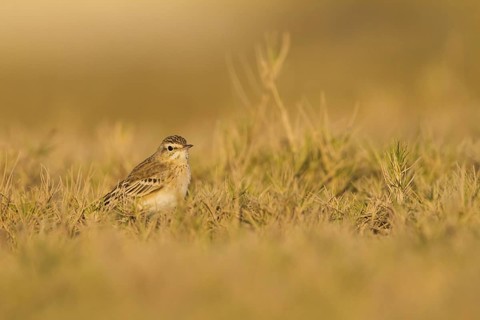 Tawny Pipit (Anthus campestris), Oman