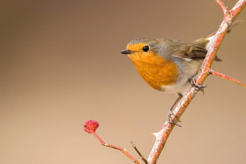 European Robin (Erithacus rubecula) perched on a branch, Aragon, Spain