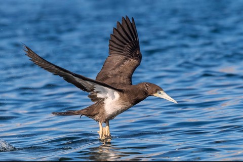Brown Booby (Sula leucogaster) flying, Eilat, Israel