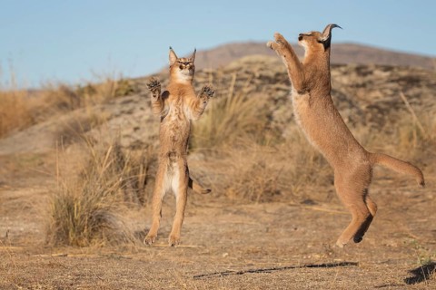 Caracal (Caracal caracal) jumping and hunting, Castile-La Mancha, Spain